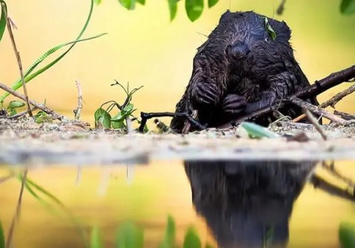 Dzień Bobra 2026. Między tętniącym życiem rozlewiskiem a biurkiem urzędnika