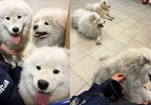 Trzy psy rasy Samojed uciekły w Mysłowicach. Policjanci szybko zwrócili je właścicielce