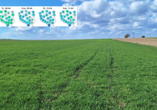 Wiosenne przymrozki i wiatr. Zimny cios dla rolników 