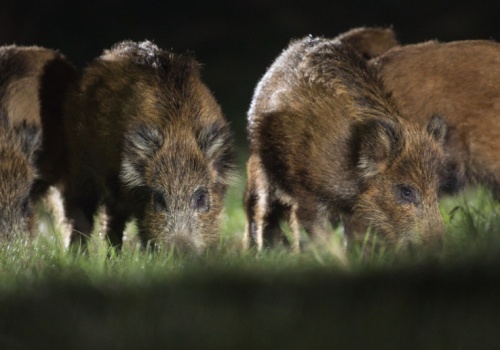 Blisko 70 nowych ognisk ASF dzików. Dominują dwa województwa