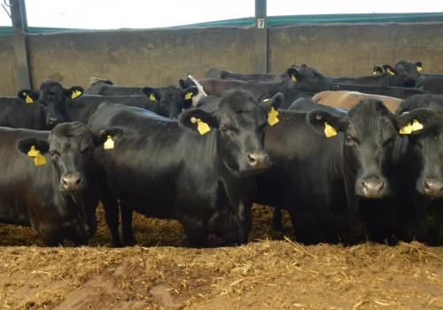 Ceny bydła w UE wyhamowały, w Polsce wyraźnie niższe. Jakie stawki w skupach?