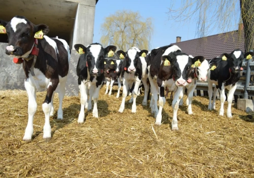 Dopłaty spadły o 13 proc.! Stawki za dobrostan zwierząt 2025