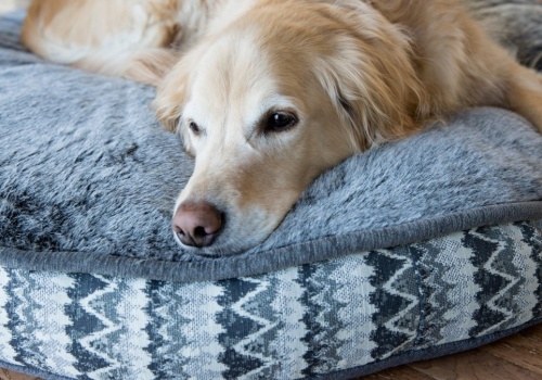 Dlaczego psy kręcą się w kółko przed snem? Powód zaskakuje