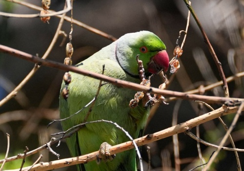 Zielona papuga w centrum Krakowa. To symbol egzotycznej inwazji