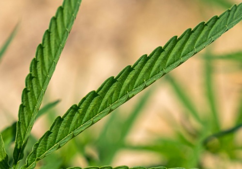 Green Lanes uzyskała licencję na odmianę konopi włóknistych do produkcji swoich materiałów