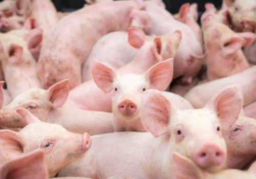 Na zachodzie stabilnie, w Polsce ceny w dół. Ekspert ocenia sytuację na rynku tuczników