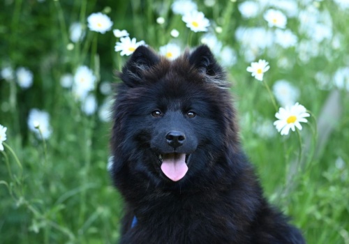 Kleszcze zagrożeniem nie tylko dla ludzi