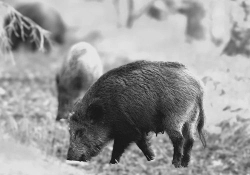 Afera z dzikami w Warszawie. Litewka publikuje zdjęcia, ratusz się tłumaczy