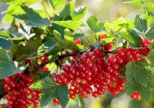 Karmię tym porzeczki i agrest w kwietniu. Latem mają zatrzęsienie owoców