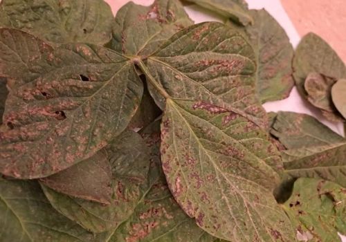 Soja szczególnie narażona. Patogeny zasiedlały nawet połowę nasion