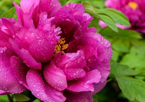 Rabaty świecą pustkami? 4 rośliny rozwiązują problem, ale większość sadzi je za późno