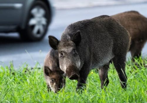 Dziki w mieście. Jak bardzo są niebezpieczne dla człowieka?