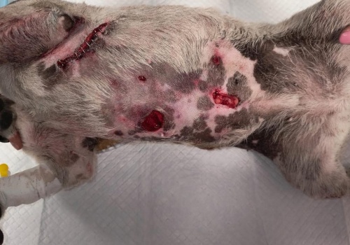 Agresywny pies zagryzł ich pupila, gonił też mężczyznę. Mieszkańcy obawiają się, że dojdzie do tragedii