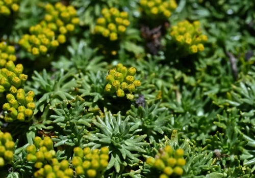 Posiej zamiast trawnika, a sobie podziękujesz