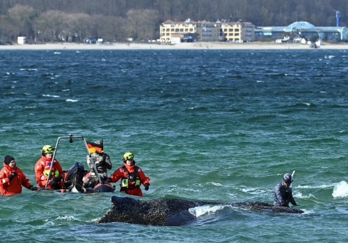 Dramatyczne wieści ws. humbaka uwięzionego na Bałtyku. Wieloryb jest w bardzo złym stanie. 