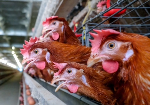 INTERWENCJA. Mieszkańcy przeciwni budowie fermy kur