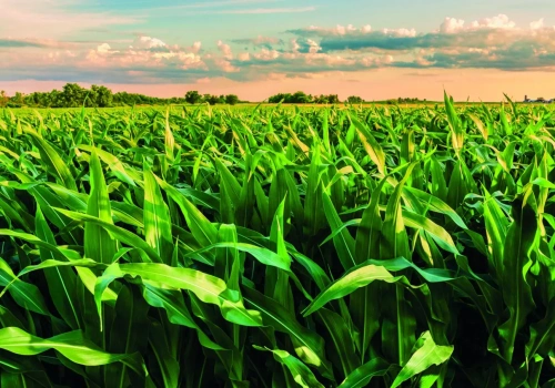 Evritell® 162 OD - nowa technologia w walce z chwastami w kukurydzy