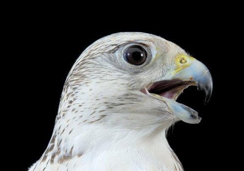 Sokolnicy używają ich do polowania. Nagle zaczęły wymierać