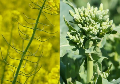 Rzepak bez dokarmiania nie plonuje. Kluczowe zabiegi na wiosnę