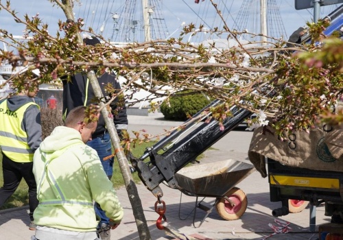Rozpoczęto sadzenie nowych drzew na jednej z najpopularniejszych ulic gdyńskiego Śródmieścia