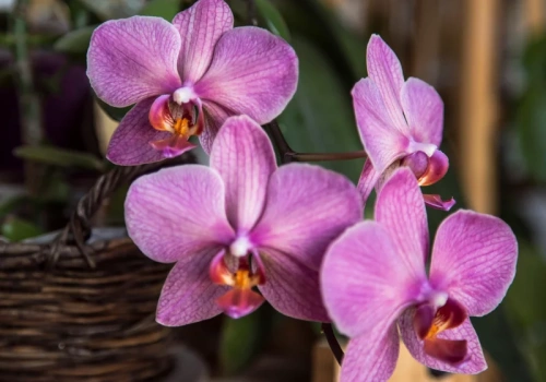 Dwie łyżeczki i storczyk wystrzelił. Pojawiły się też nowe kwiaty