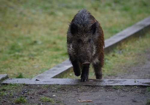 Zabili dziki i wrzucili do koszy na śmieci. Szokujące sceny w Warszawie