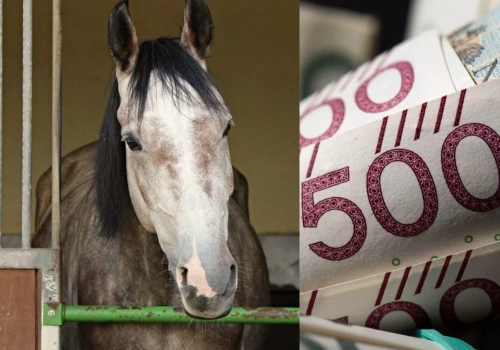 Będą dotacje na dobrostan koni? Rolnicy mają gotową listę inwestycji