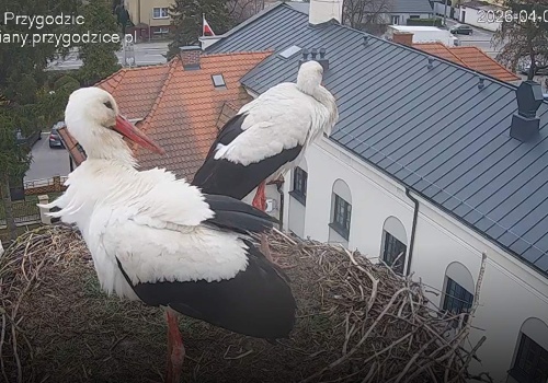 Drugi bocian w Przygodzicach! Zaczyna się najbardziej emocjonujący etap sezonu