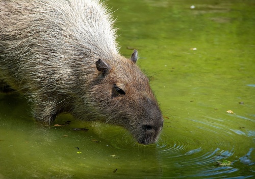 Wygląda jak mistrzyni relaksu, działa jak strateg. Oto sekret kapibary