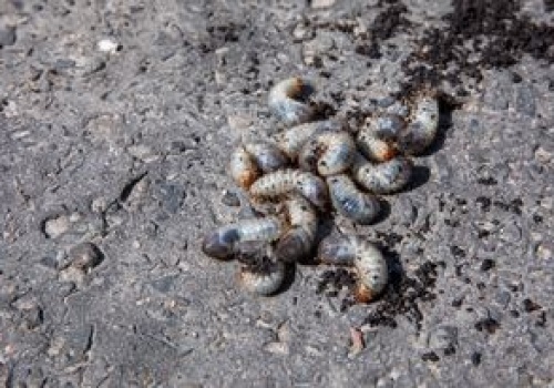 Niszczą trawniki i kwiaty. Tak się ich pozbędziesz