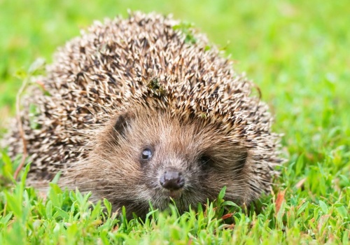 Popularny ogrodowy gadżet zabija jeże. Niemcy chcą nocnego zakazu