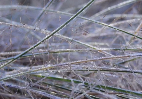 Powiat Ząbkowicki. IMGW ostrzega - przymrozki