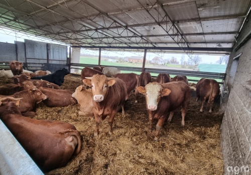 Ceny bydła 08.04.2026: 19 zł/kg, ale nie każdy tyle dostanie