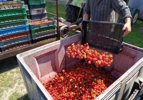 Jak zatrudnić cudzoziemca do pracy w gospodarstwie? Te formalności łatwo przeoczyć