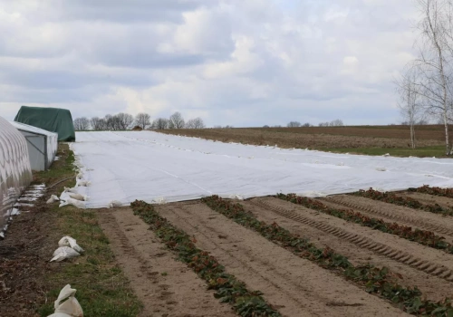 Agrowłóknina na truskawki wiosną – jak skutecznie chronić plantację przed nadchodzącymi kwietniowymi przymrozkami?