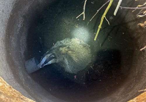 Borsuk wpadł do studni. Pomogli strażacy.