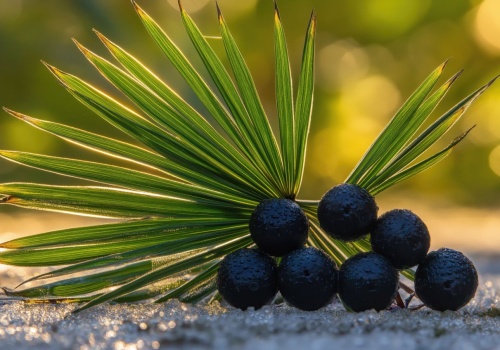 Palma sabałowa – jakie ma właściwości lecznicze i zastosowanie?