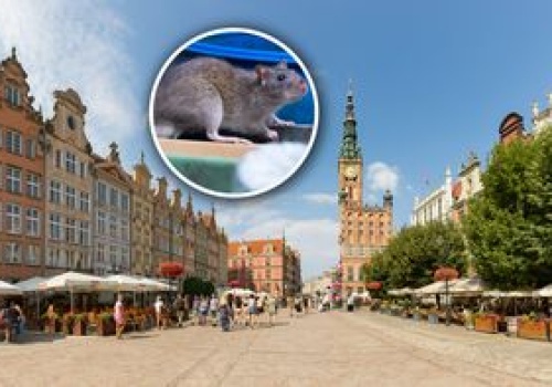 Plaga szczurów w polskim mieście. 