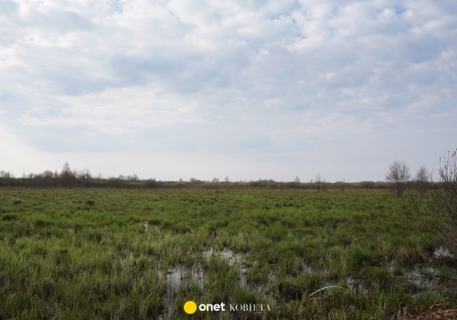 Turyści zgubili się na bagnach Biebrzy. Eksperci: tutaj błądzą doświadczeni wędrowcy