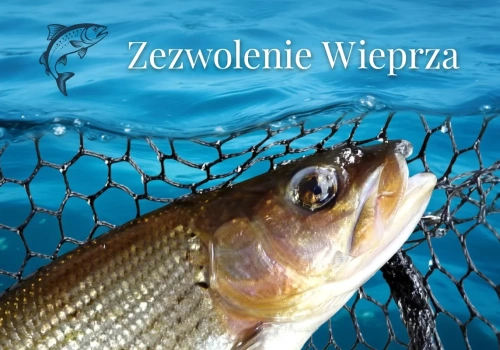 Zezwolenie rzeka Wieprza
