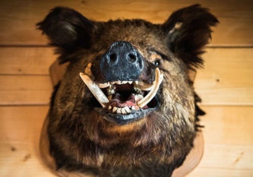 Warszawiacy opłakują odstrzelone dziki. Co by było gdyby zabiły człowieka?