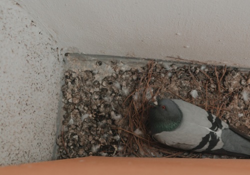 Z balkonu potrafią zrobić koszmar. Te sposoby naprawdę skutecznie odstraszają gołębie