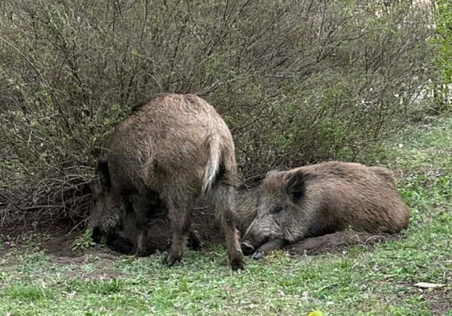 Mają dla Trzaskowskiego kilka postulatów w sprawie dzików. Zaplanowali pikietę pod ratuszem