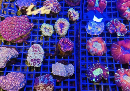 Przemyt gigantycznej rafy udaremniony. 1000 żywych koralowców uratowanych