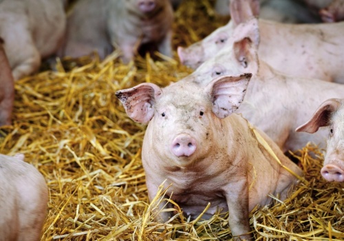 Gigant zamyka wielką fermę świń. Śledztwa ujawniły horror