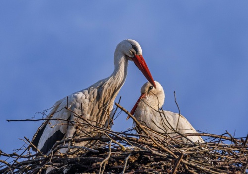 Bociany nie odlatują już do Afryki? Eksperci wskazują konkretny powód