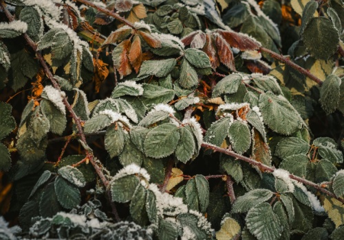IMGW ostrzega przed przymrozkami w całym kraju
