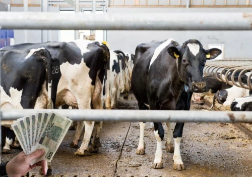 Dobrostan zwierząt 2025: kiedy ruszą wypłaty? Wszystko zależy od rozporządzenia