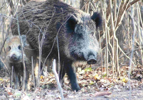 Coraz więcej dzików na terenach ogródków działkowych. Jest apel rzeczniczki ds. zwierząt