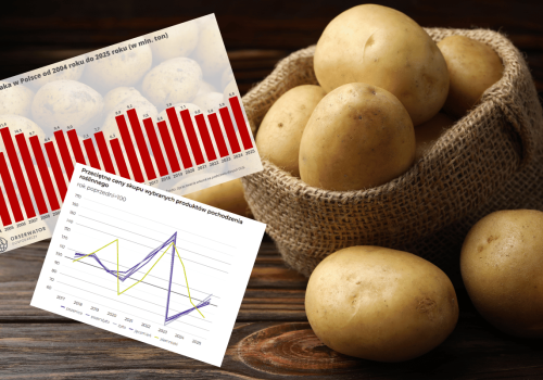 Ziemniaczany kryzys w Polsce. Warzywo gnije w magazynach